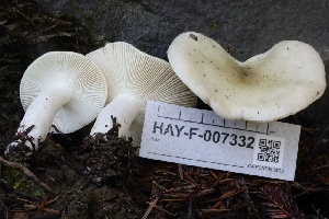  ( - HAY-F-007332)  @11 [ ] by-nc (2023) Taye Bright Fungal Diversity Survey