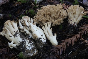  ( - HAY-F-007334)  @11 [ ] by-nc (2023) Taye Bright Fungal Diversity Survey