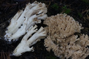  ( - HAY-F-007334)  @11 [ ] by-nc (2023) Taye Bright Fungal Diversity Survey