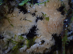  (Hydnocristella sp. PNW01 - HAY-F-007855)  @11 [ ] by-nc (2023) Dean Lyons Fungal Diversity Survey