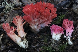  ( - HAY-F-007335)  @11 [ ] by-nc (2023) Taye Bright Fungal Diversity Survey