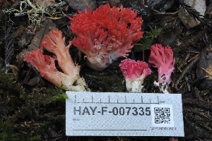  ( - HAY-F-007335)  @11 [ ] by-nc (2023) Taye Bright Fungal Diversity Survey