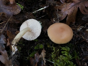  (Rhodocybe sp. PNW01 - HAY-F-007926)  @11 [ ] by-nc (2023) Dean Lyons Fungal Diversity Survey