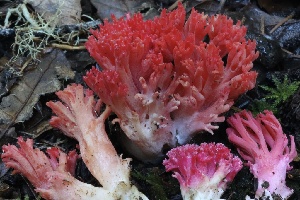  ( - HAY-F-007335)  @11 [ ] by-nc (2023) Taye Bright Fungal Diversity Survey