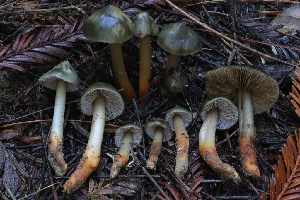  (Phaeocollybia fallax - HAY-F-007337)  @11 [ ] by-nc (2023) Taye Bright Fungal Diversity Survey