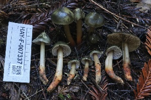  ( - HAY-F-007337)  @11 [ ] by-nc (2023) Taye Bright Fungal Diversity Survey
