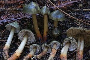  ( - HAY-F-007337)  @11 [ ] by-nc (2023) Taye Bright Fungal Diversity Survey