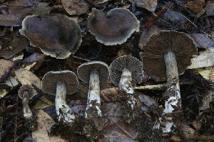  ( - HAY-F-007338)  @11 [ ] by-nc (2023) Taye Bright Fungal Diversity Survey