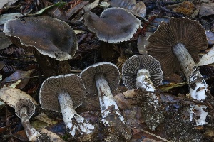  ( - HAY-F-007338)  @11 [ ] by-nc (2023) Taye Bright Fungal Diversity Survey
