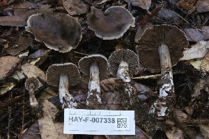  ( - HAY-F-007338)  @11 [ ] by-nc (2023) Taye Bright Fungal Diversity Survey