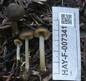  ( - HAY-F-007341)  @11 [ ] by-nc (2023) Taye Bright Fungal Diversity Survey