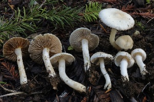  ( - HAY-F-007343)  @11 [ ] by-nc (2023) Taye Bright Fungal Diversity Survey