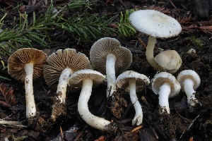  ( - HAY-F-007343)  @11 [ ] by-nc (2023) Taye Bright Fungal Diversity Survey