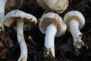  ( - HAY-F-007343)  @11 [ ] by-nc (2023) Taye Bright Fungal Diversity Survey