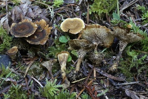  (Coltricia sp. PNW02 - HAY-F-007345)  @11 [ ] by-nc (2023) Taye Bright Fungal Diversity Survey