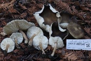  ( - HAY-F-007347)  @11 [ ] by-nc (2023) Taye Bright Fungal Diversity Survey