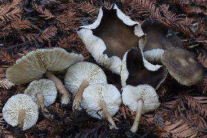  ( - HAY-F-007347)  @11 [ ] by-nc (2023) Taye Bright Fungal Diversity Survey