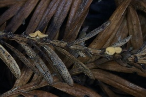  ( - HAY-F-007348)  @11 [ ] by-nc (2023) Taye Bright Fungal Diversity Survey