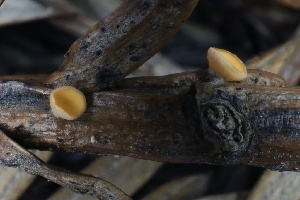  ( - HAY-F-007348)  @11 [ ] by-nc (2023) Taye Bright Fungal Diversity Survey