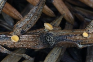  ( - HAY-F-007348)  @11 [ ] by-nc (2023) Taye Bright Fungal Diversity Survey