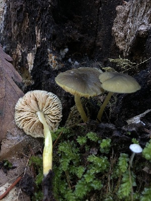  ( - HAY-F-007925)  @11 [ ] by-nc (2023) Dean Lyons Fungal Diversity Survey