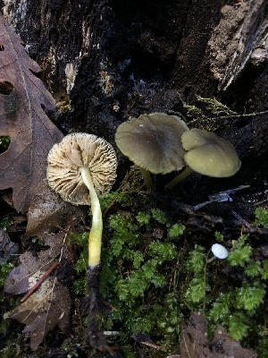  ( - HAY-F-007925)  @11 [ ] by-nc (2023) Dean Lyons Fungal Diversity Survey