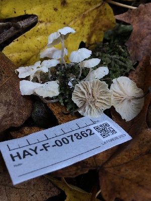 ( - HAY-F-007862)  @11 [ ] by-nc (2023) Dean Lyons Fungal Diversity Survey