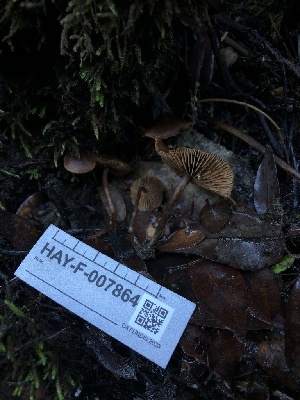  ( - HAY-F-007864)  @11 [ ] by-nc (2023) Dean Lyons Fungal Diversity Survey