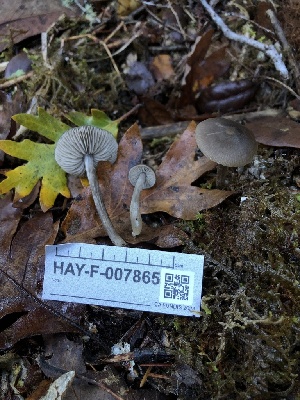  ( - HAY-F-007865)  @11 [ ] by-nc (2023) Dean Lyons Fungal Diversity Survey