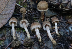  ( - HAY-F-007346)  @11 [ ] by-nc (2023) Taye Bright Fungal Diversity Survey