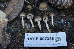  ( - HAY-F-007346)  @11 [ ] by-nc (2023) Taye Bright Fungal Diversity Survey