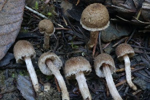  ( - HAY-F-007346)  @11 [ ] by-nc (2023) Taye Bright Fungal Diversity Survey
