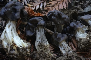  ( - HAY-F-007349)  @11 [ ] by-nc (2023) Taye Bright Fungal Diversity Survey