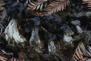  ( - HAY-F-007349)  @11 [ ] by-nc (2023) Taye Bright Fungal Diversity Survey