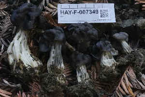  ( - HAY-F-007349)  @11 [ ] by-nc (2023) Taye Bright Fungal Diversity Survey