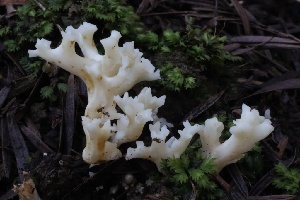  ( - HAY-F-007350)  @11 [ ] by-nc (2023) Taye Bright Fungal Diversity Survey
