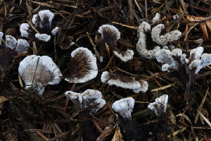  ( - HAY-F-007351)  @11 [ ] by-nc (2023) Taye Bright Fungal Diversity Survey