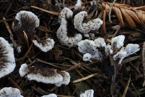  ( - HAY-F-007351)  @11 [ ] by-nc (2023) Taye Bright Fungal Diversity Survey