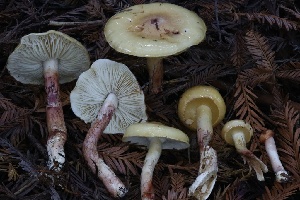 ( - HAY-F-007352)  @11 [ ] by-nc (2023) Taye Bright Fungal Diversity Survey