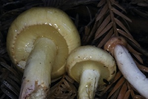  (Amanitaceae - HAY-F-007352)  @11 [ ] by-nc (2023) Taye Bright Fungal Diversity Survey