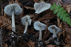  ( - HAY-F-007353)  @11 [ ] by-nc (2023) Taye Bright Fungal Diversity Survey