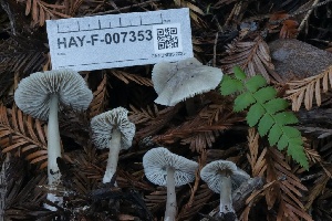  ( - HAY-F-007353)  @11 [ ] by-nc (2023) Taye Bright Fungal Diversity Survey