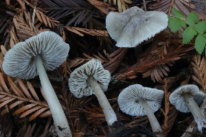  ( - HAY-F-007353)  @11 [ ] by-nc (2023) Taye Bright Fungal Diversity Survey