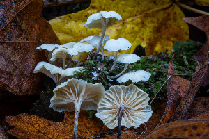  ( - HAY-F-007862)  @11 [ ] by-nc (2023) Dean Lyons Fungal Diversity Survey