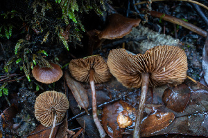  (Alnicola sp. PNW02 - HAY-F-007864)  @11 [ ] by-nc (2023) Dean Lyons Fungal Diversity Survey