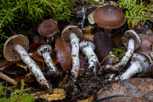  (Cortinarius sp. PNW20 - HAY-F-007866)  @11 [ ] by-nc (2023) Dean Lyons Fungal Diversity Survey