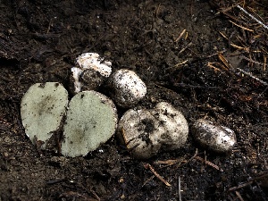  ( - HAY-F-007867)  @11 [ ] by-nc (2023) Dean Lyons Fungal Diversity Survey