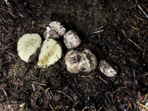  ( - HAY-F-007867)  @11 [ ] by-nc (2023) Dean Lyons Fungal Diversity Survey