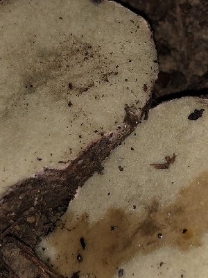  ( - HAY-F-007867)  @11 [ ] by-nc (2023) Dean Lyons Fungal Diversity Survey