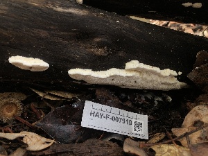  ( - HAY-F-007919)  @11 [ ] by-nc (2023) Dean Lyons Fungal Diversity Survey